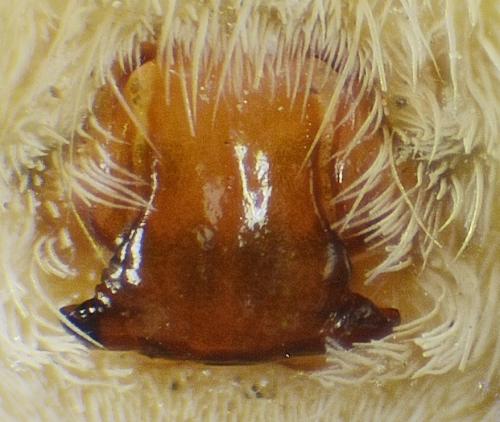 Pardosa agrestis
